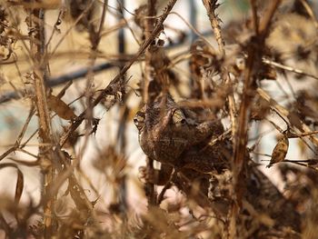 Close-up of crab on dry plant