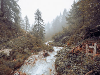 Trees in forest during winter