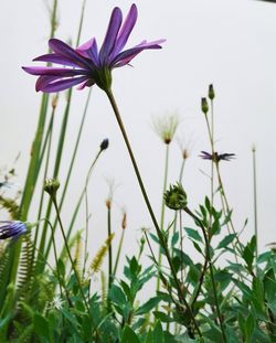 Close-up of pink flowers blooming outdoors