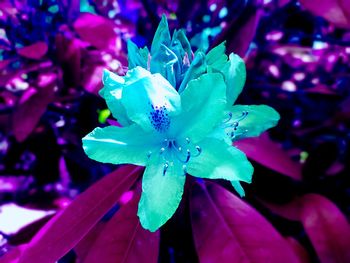 Close-up of water drops on flower