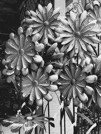 Close-up of potted plant
