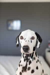 Close-up portrait of a dog