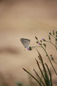 Close-up of insect on plant