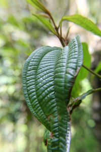 Close-up of fern leaf