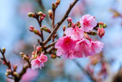 Close-up of pink flowers blooming in park