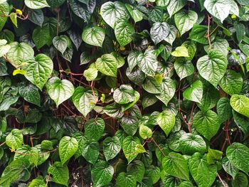 Full frame shot of fresh green leaves