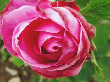 Close-up of pink rose