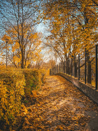 Footpath amidst trees during autumn