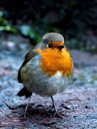 Close-up of bird perching outdoors