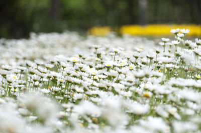 Close-up of white flowers blooming in field