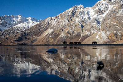 Reflection of ranwu lake with snowcapped mountain and yaks