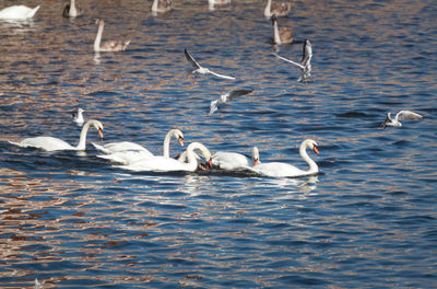 Swans swimming in lake