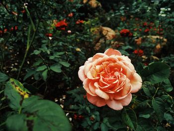 Close-up of rose plant