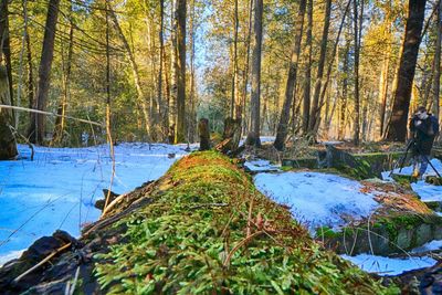 Trees in forest during winter