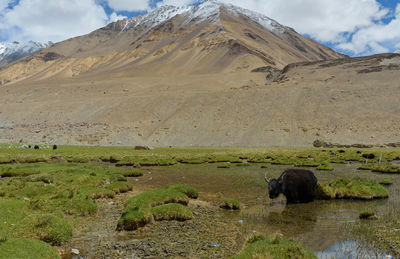 View of yak on landscape against sky