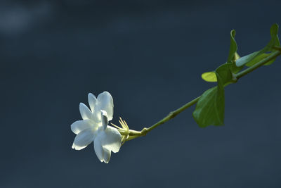 Close-up of white flowering plant against blue background