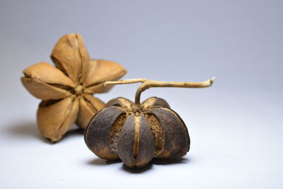 Close-up of dried fruits against white background