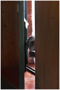 Portrait of dog seen through door