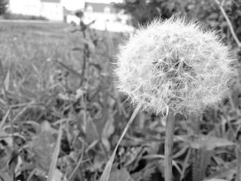 Close-up of dandelion flower on field