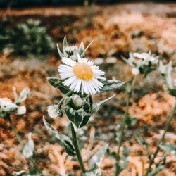 High angle view of white flowering plant on field