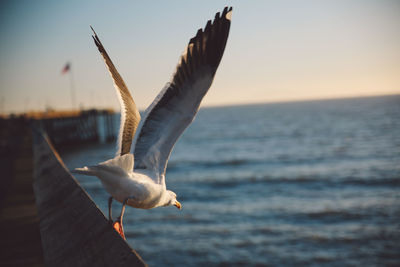 Close-up of seagull flying over sea against sky