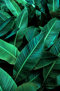 Full frame shot of green leaves