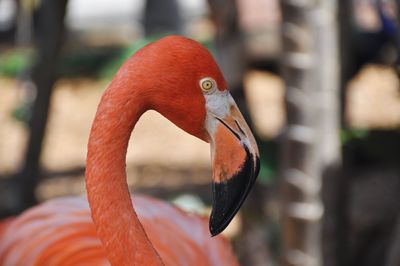 Close-up of bird