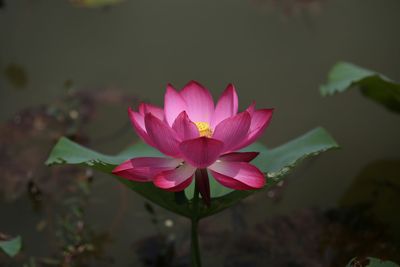 Close-up of pink water lily in pond