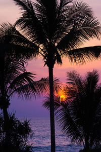 Silhouette palm tree at beach during sunset