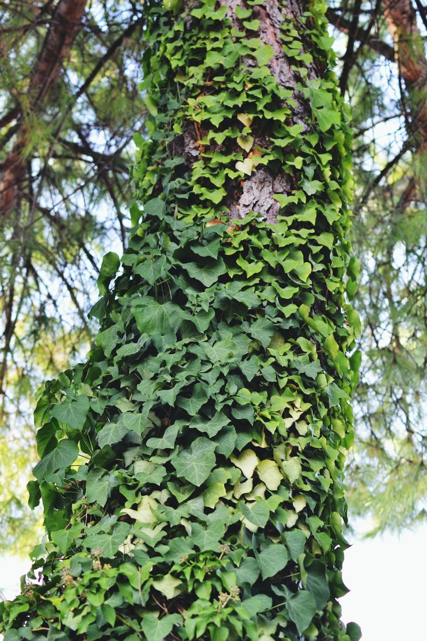 CLOSE-UP OF TREE GROWING ON PLANT