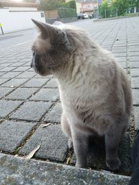 Close-up of a cat on footpath