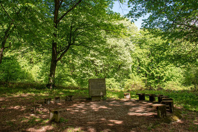 Empty bench in forest