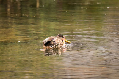 Close-up of duck swimming in lake