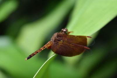 Close-up of insect on leaf