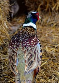 Ringneck pheasant