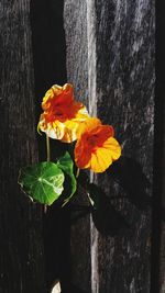 Close-up of yellow flower