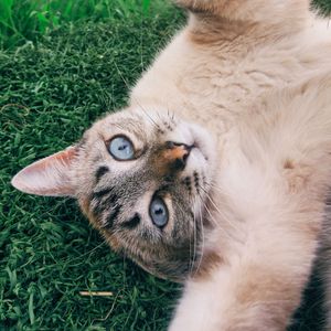 Close-up portrait of a cat on field