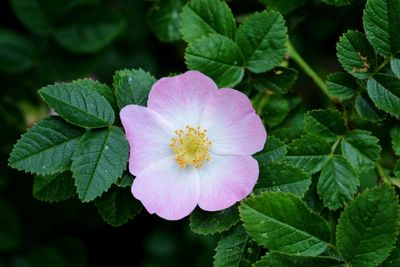 Close-up of pink flowers