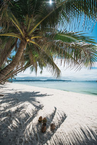 Coconut palm tree on beach against sky