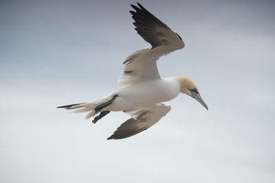 Low angle view of seagull flying in sky