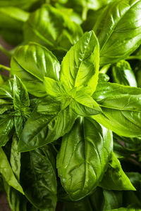 Close-up of green leaves