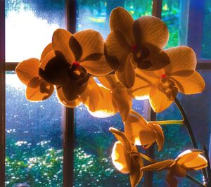 Close-up of fresh yellow flowers blooming against sky