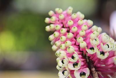 Close-up of pink flowering plant