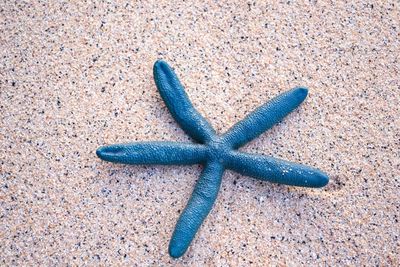 High angle view of starfish on beach