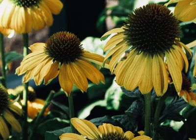 Close-up of yellow flowering plant