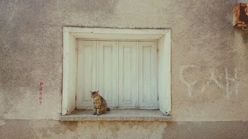 Cat sitting on window sill amidst wall