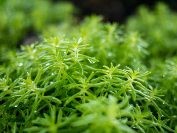 Close-up of flowering plant