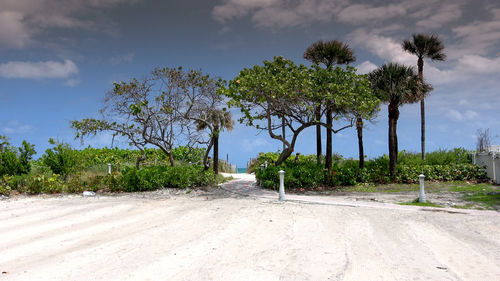 Road amidst trees against sky