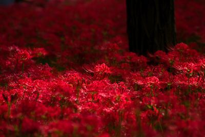 Close-up of red flower tree