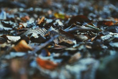 Close-up of dried leaves